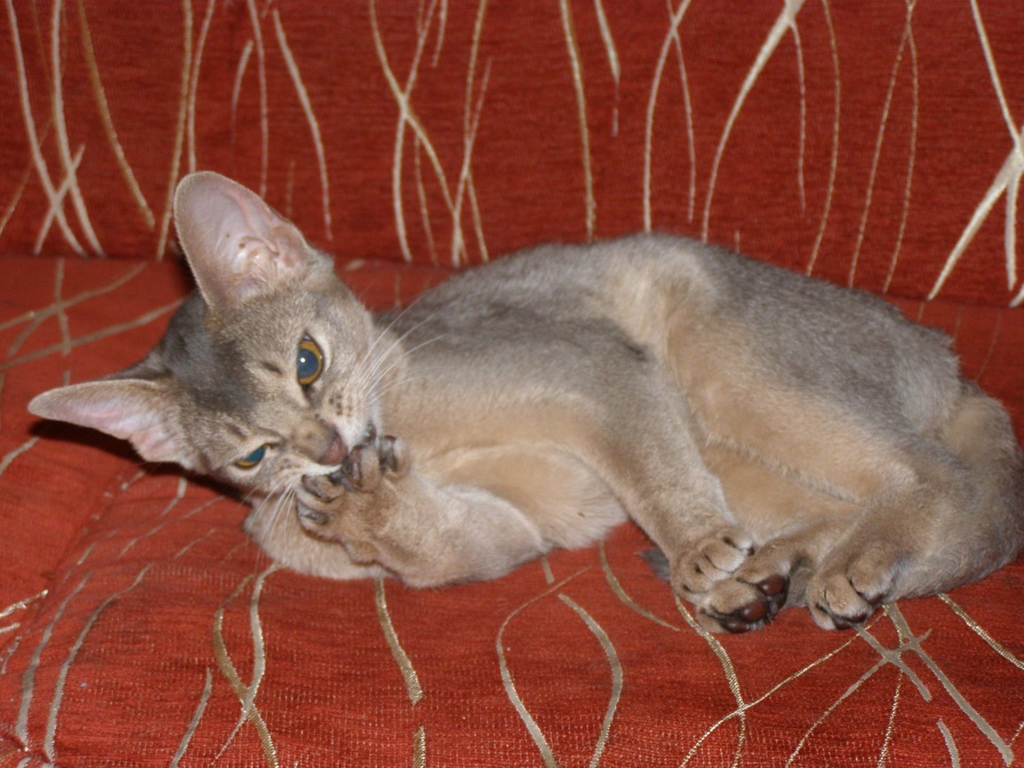 koka